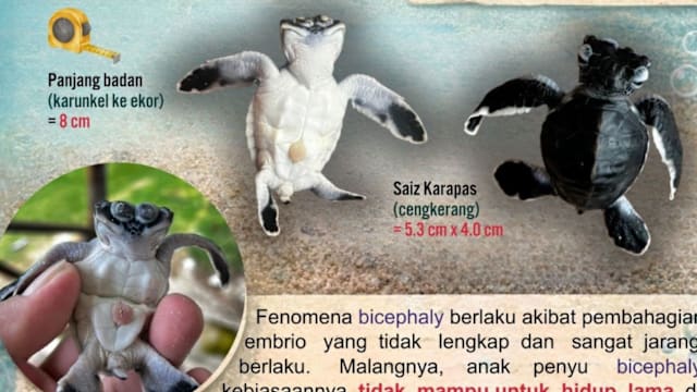 马国沙巴发现罕见“双头”绿海龟幼龟  身体虚弱翌日死亡