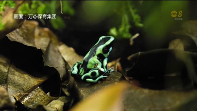 万态保育集团去年迎来970个新生命 