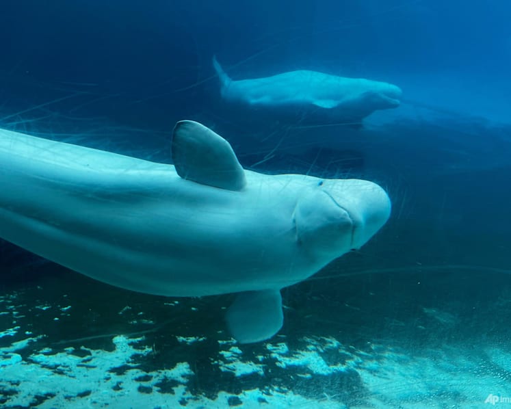 Canada denies Marineland's request to export its remaining beluga whales to China