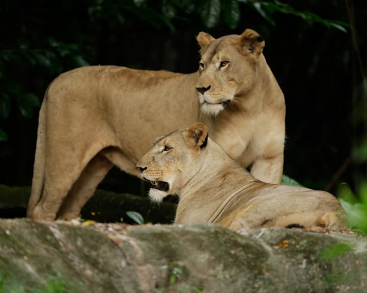 African lion at Singapore Zoo recovers from Covid-19; exhibit to reopen on Nov 27