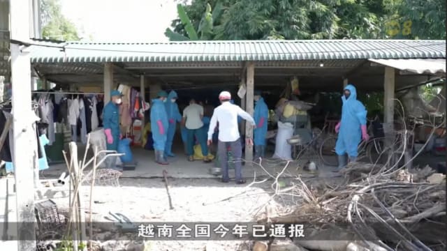越南非洲猪瘟疫情蔓延 全国已通报28起疫情