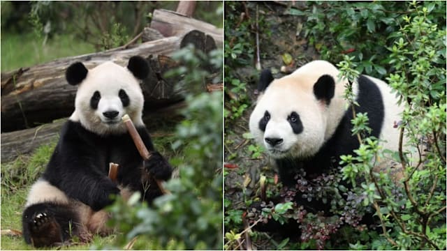 大熊猫“平平”“福双”启程赴美  开启10年旅居生活
