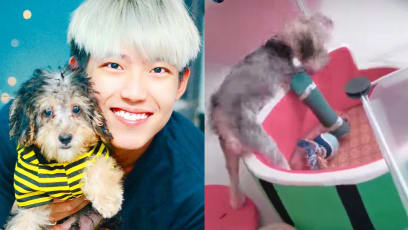 Benjamin Tan’s 4-Month-Old Puppy Went To Get Vaccinated But Ended Up Breaking Its Leg