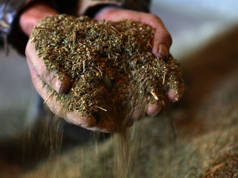 The bill, which still needs to go through Parliament, would allow adults to possess up to 25g of cannabis and grow up to three plants for personal use.  