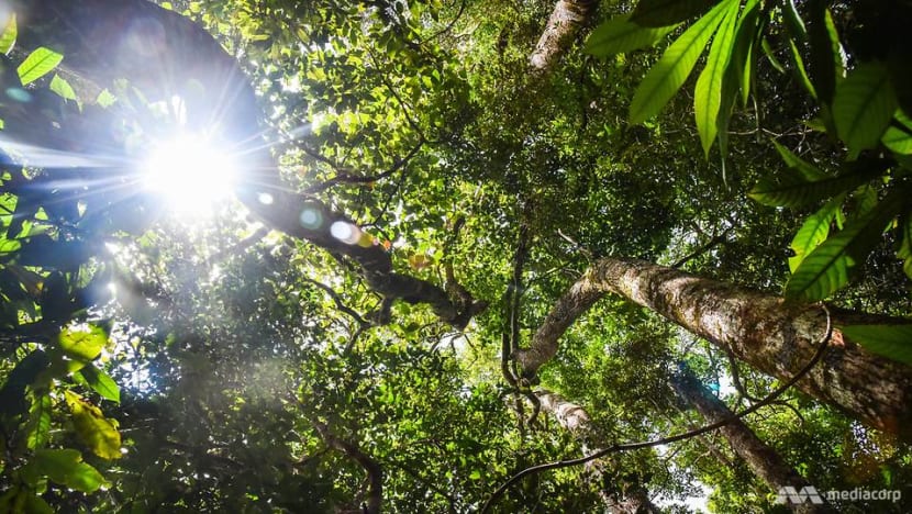 The community guardians in Indonesia rejecting profits to preserve natural treasures
