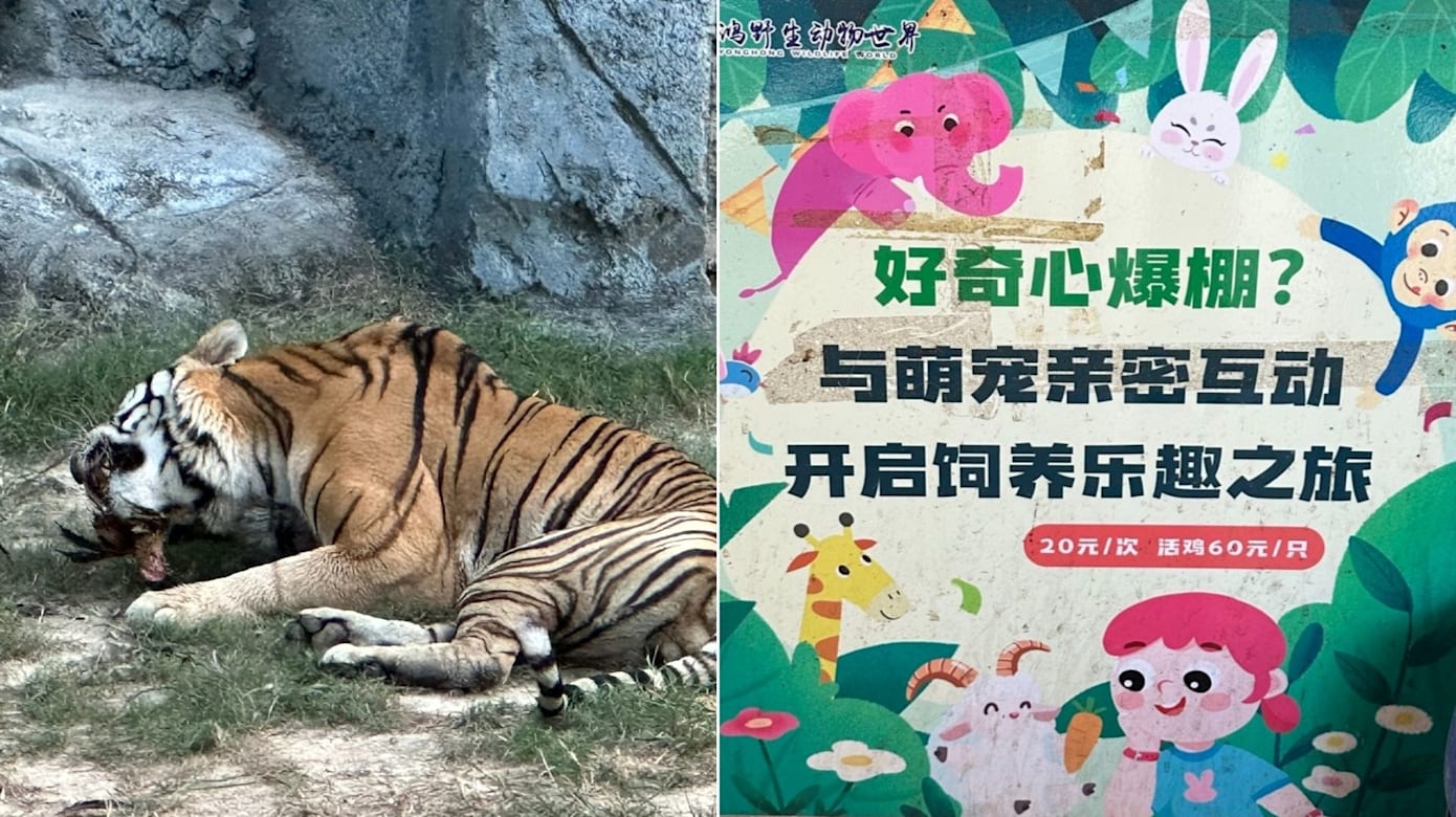 福建动物园售活鸡供游客投喂猛兽 血腥场面引发争议