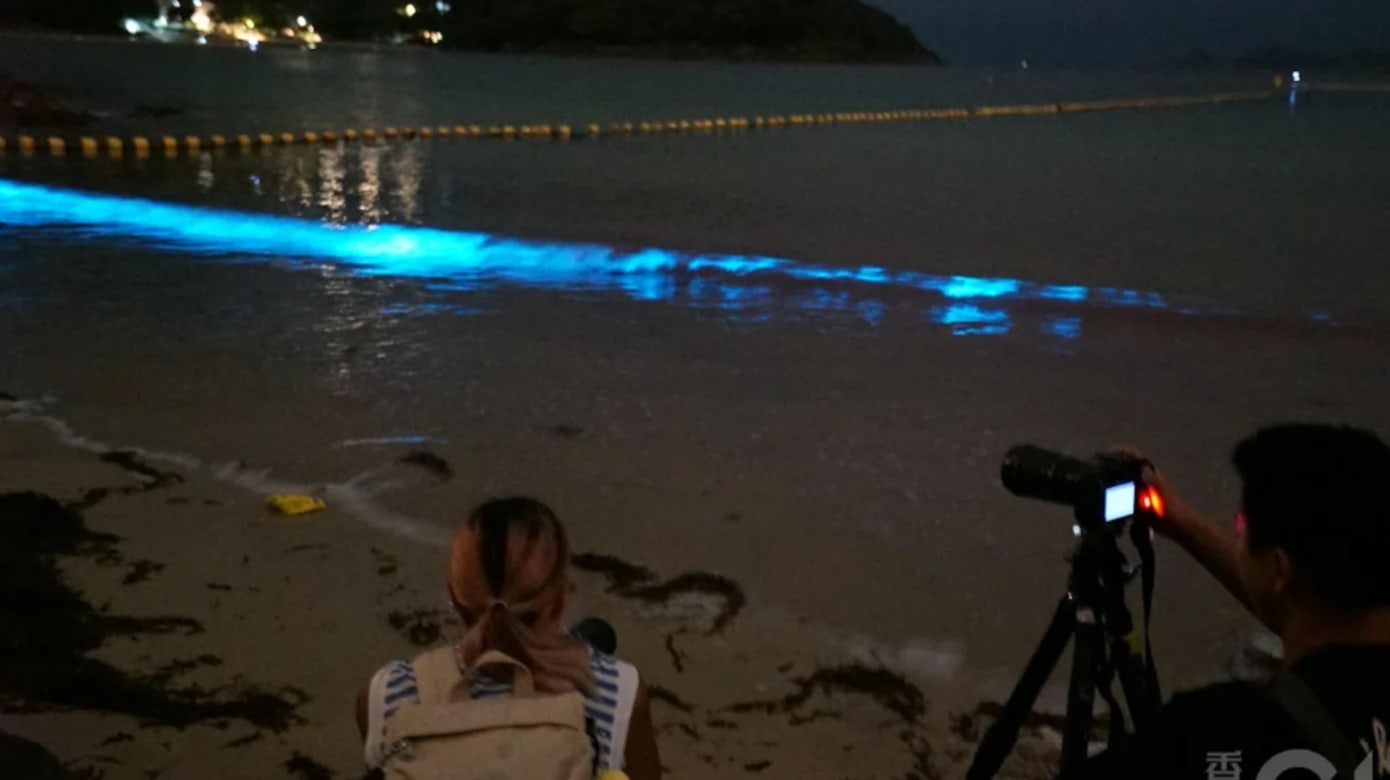 香港海滩出现“蓝眼泪” 民众赶赴赏景荧光蓝海浪