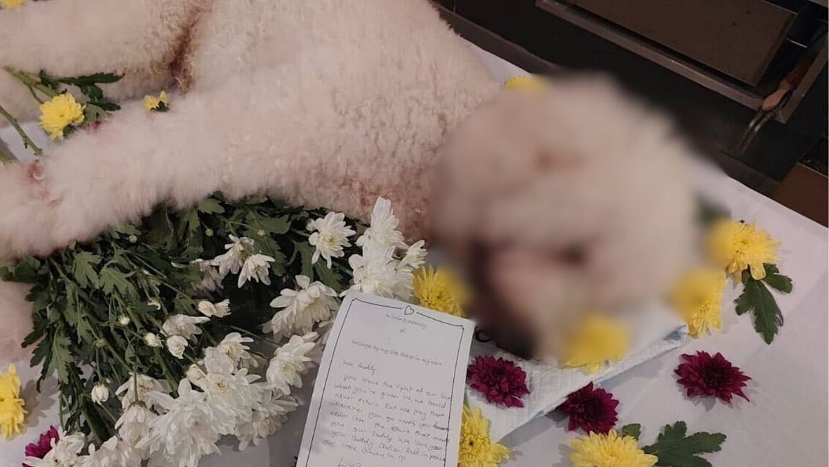 NParks probing incident at Tanjong Katong pet groomer; dog died after allegedly being left unattended