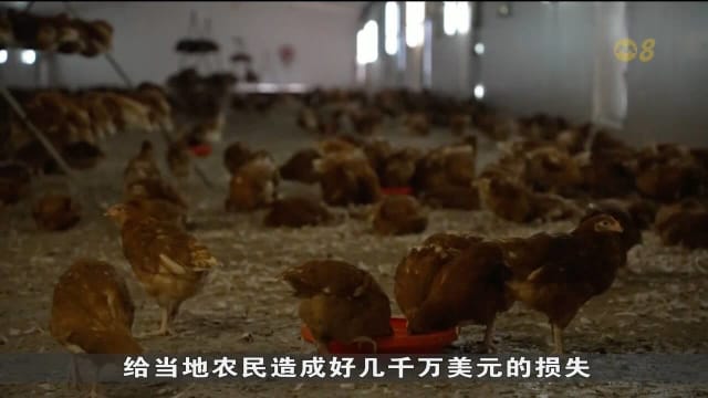 H5N1禽流感在欧洲再次蔓延 澳洲严阵以待