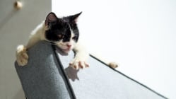 Related article image