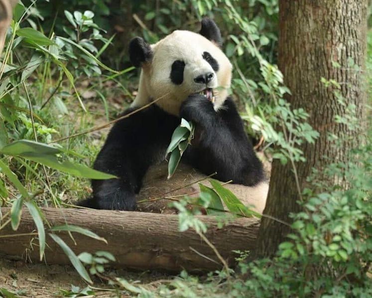 China sends two giant pandas to US China sends two giant pandas to US