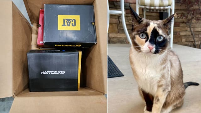 犹他州宠物猫失踪 原来是溜进快递盒被送到千公里外