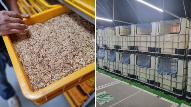 昆虫食品业者：本地引进的产品 须在受管制养殖场饲养