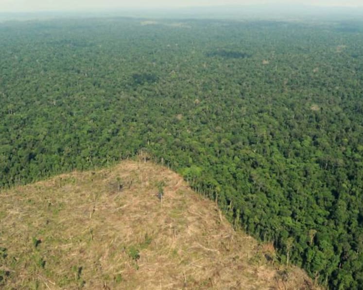 COP27: Indonesia receives plaudits for deforestation action, but globally, trees keep falling 