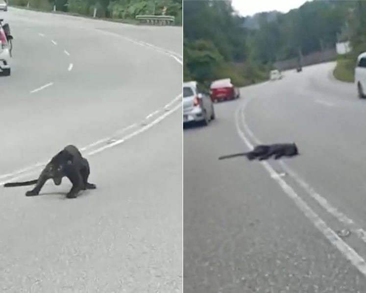 Black panther dies after being hit by car in Malaysia