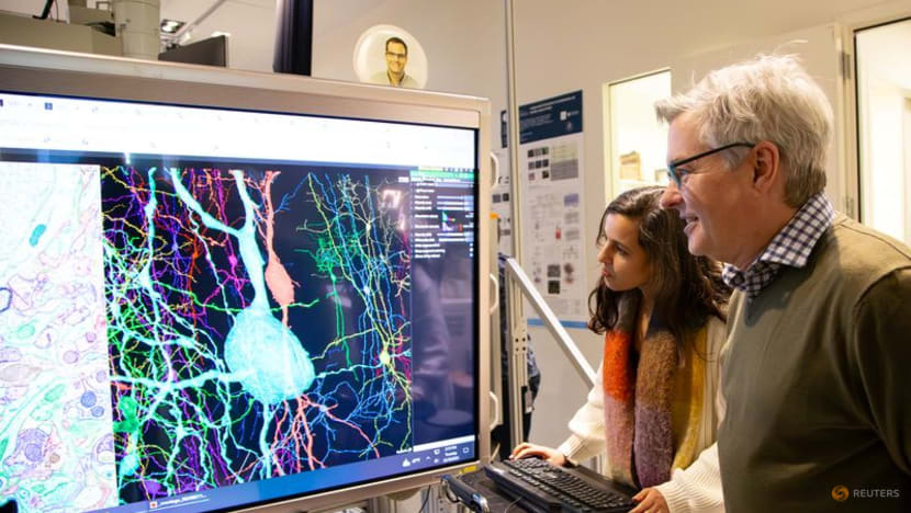 Scientists produce painstaking wiring diagram of a mouse's brain