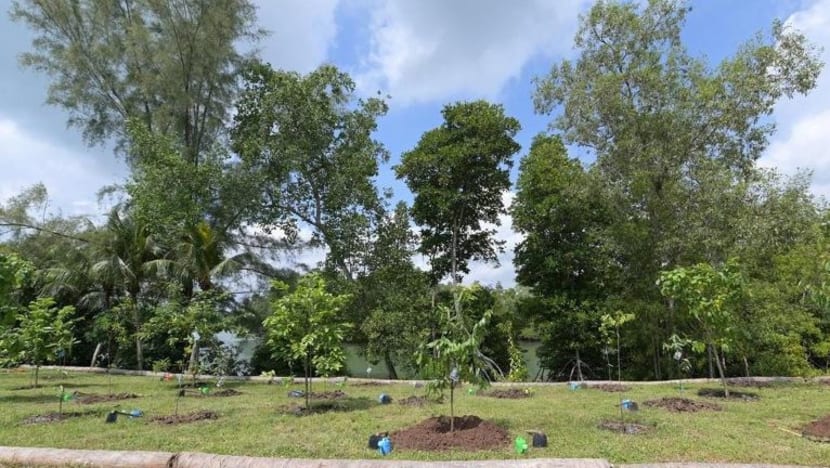 Tapak semaian dengan spesies pokok terancam dilancar di Pulau Ubin