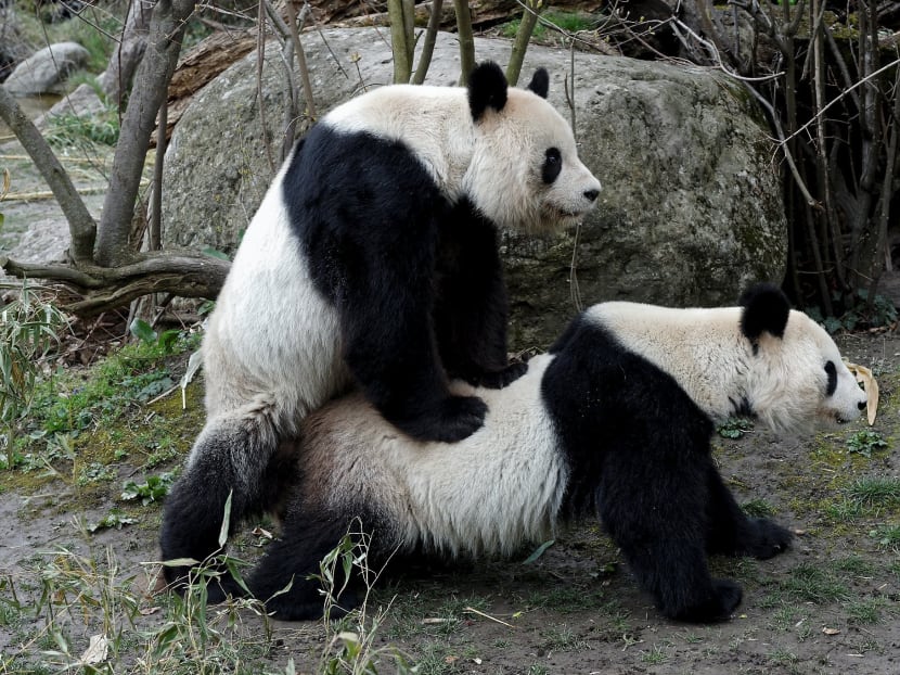 Gallery: Caught in the act: Rare panda mating filmed at Vienna zoo