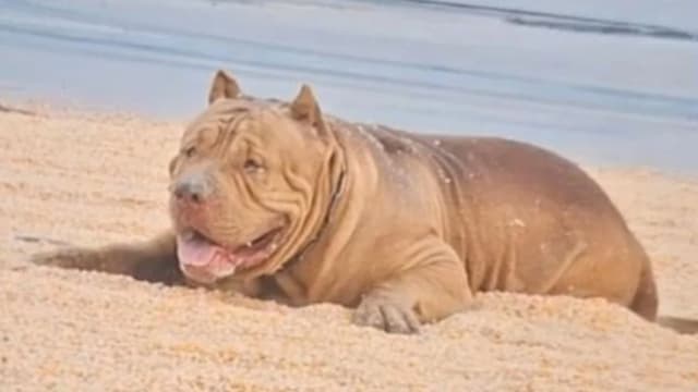 疑似误把女婴当成玩具 泰国女婴被宠物犬咬死