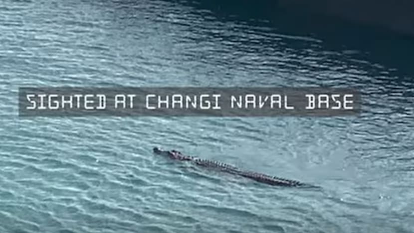 RSN tingkat pemantauan setelah buaya dikesan dekat Pangkalan Tentera Laut Changi