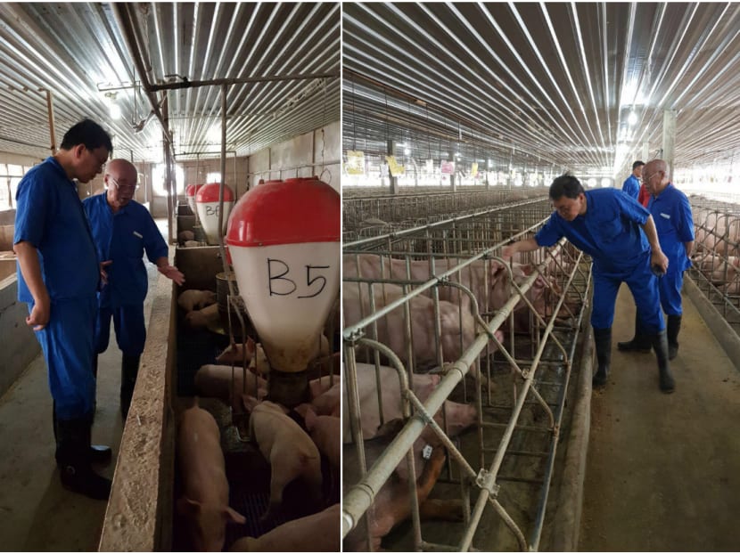 The first shipment of live pigs from Malaysia in 18 years arrived in Singapore on Saturday (Nov 18), providing the Republic with a second source of live pigs. Photo: AVA