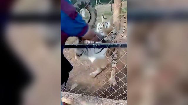 抚摸老虎遭狠咬不放 墨西哥饲养员心脏病发身亡