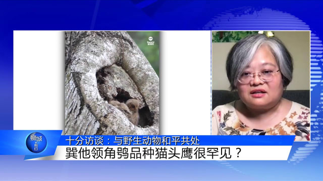 狮城有约 | 十分访谈：猫头鹰雏鸟已离巢 我们如何与野生动物共存？