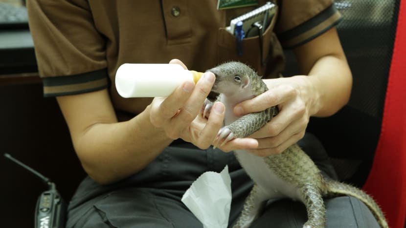 Rescued baby pangolin set for return to the wild; national plan launched to protect critically endangered creatures