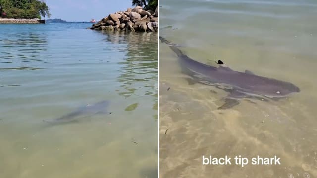 圣淘沙海滩出现鲨鱼 水上活动一度暂停