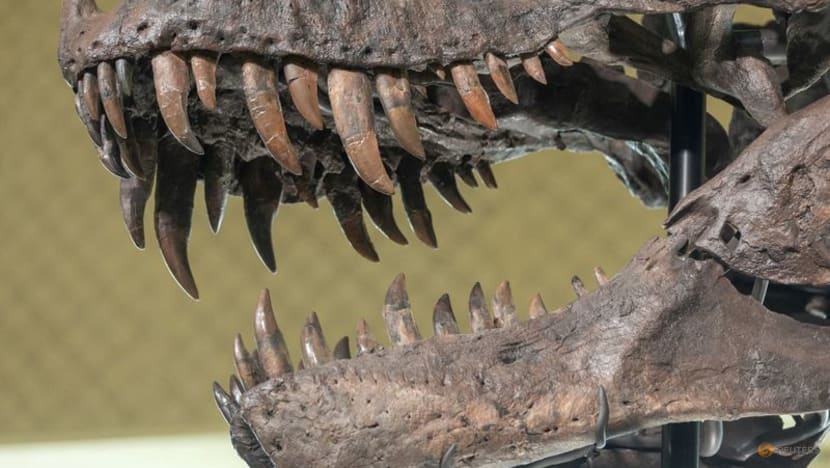 Biomechanics study shows how T. rex and other dinosaurs fed on prey