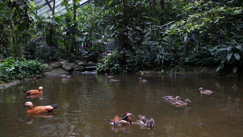 Rare Asian birds at Jurong Bird Park’s Wings of Asia aviary