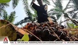 Haze: Malaysia's palm oil industry steps up efforts to protect crops, reputation 