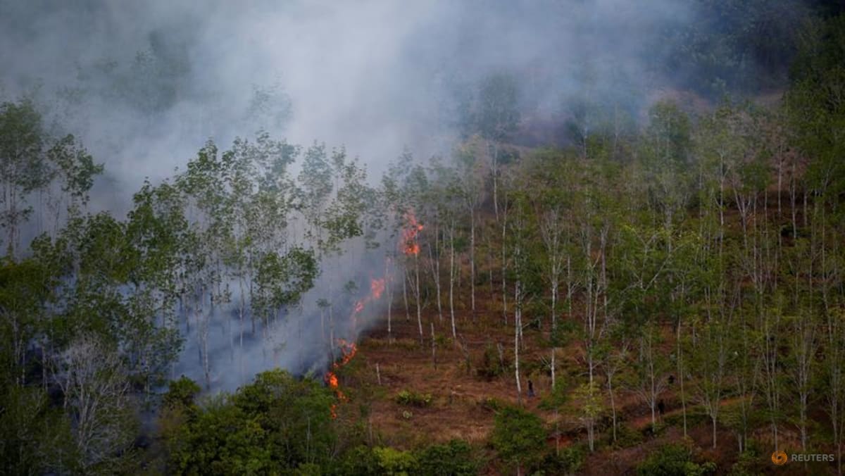 Indonesian forest loss surges by 66% in 2025, driven by Prabowo's self-sufficiency drive: Report
