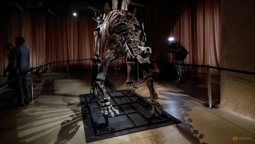 New York museum unveils 'Apex' - an almost complete Stegosaurus
