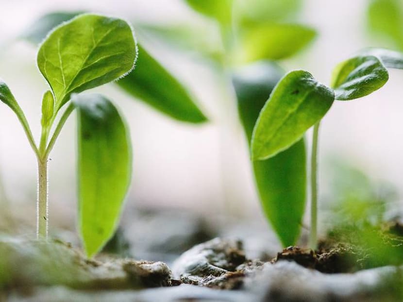 Commentary: Why investing in green funds isn&rsquo;t so simple