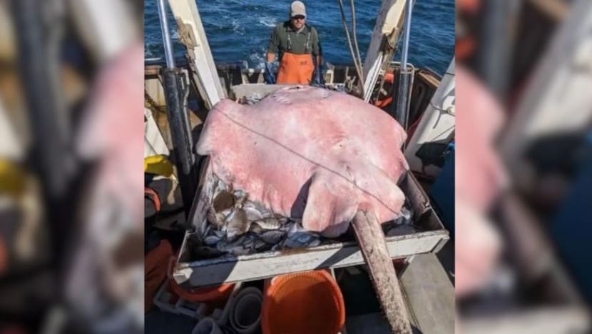 Ikan pari seberat 181kg ditemui di New York