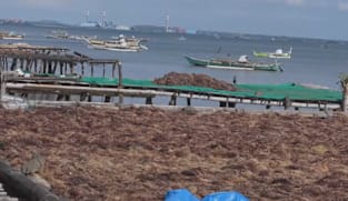 Indonesia pertingkat nilai industri ‘emas hijau’ menerusi amalan lebih mampan