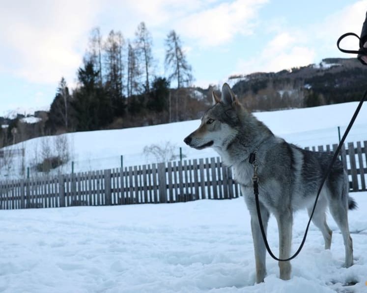 Owners recount panic after Nazgul gatecrashes race on doggy day out