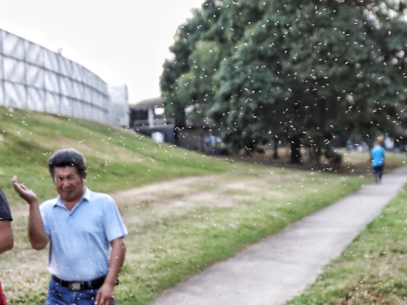 Mr Masagos Zulkifli, Minister for the Environment and Water Resources, noted in Parliament that while steps can be taken to mitigate the outbreak affecting residents near Pandan Reservoir (pictured), midges are part of the natural cycle.