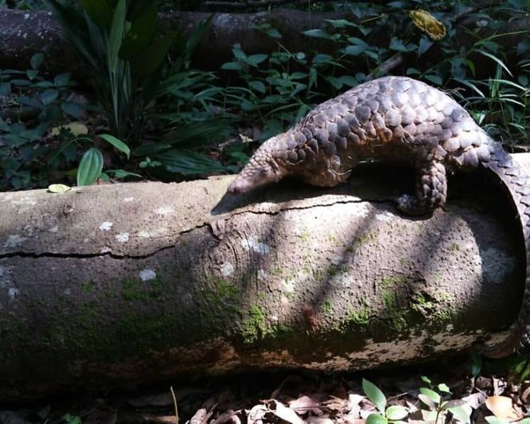 RSAF regular sentenced to probation for selling pregnant pangolin he picked up at park connector