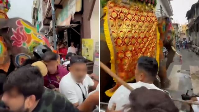 印度公象游行中失控 冲向人群引发恐慌