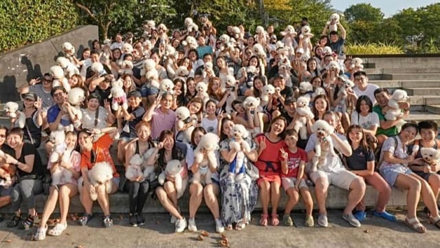 疫情以来首次  68只卷毛比熊犬齐聚榜鹅尾