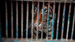 Related article image