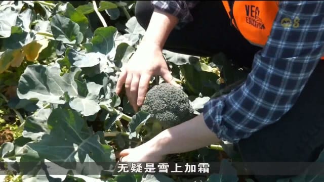 澳洲蔬菜价格需求双双下降 当地菜农苦不堪言