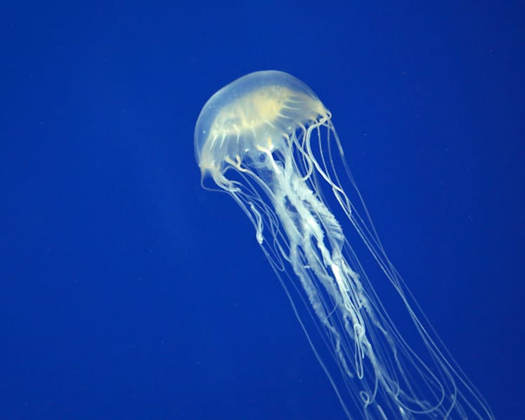 Russian boy dies after box jellyfish sting in Langkawi