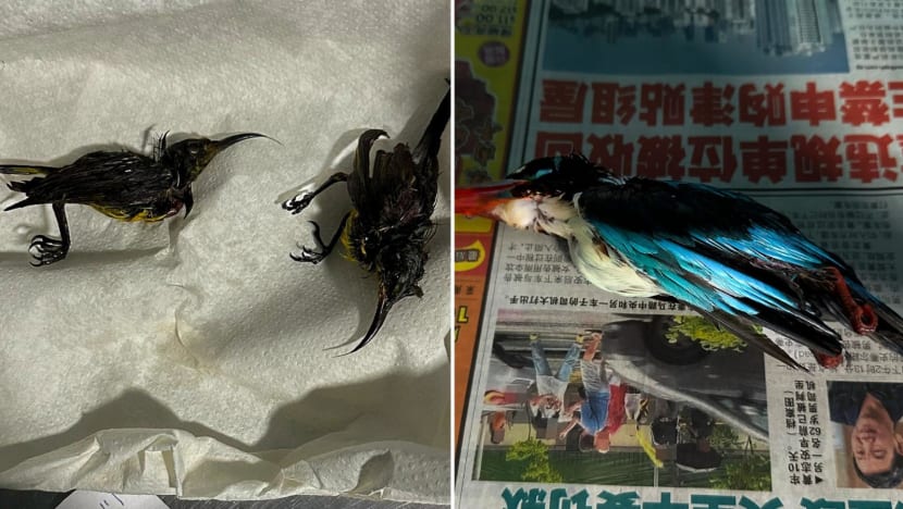 Four birds dead after being trapped with glue at Gardens by the Bay: ACRES