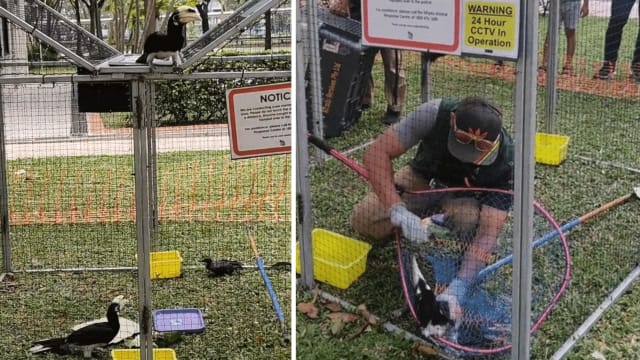犀鸟误入乌鸦陷阱 公园局人员将它安然救出