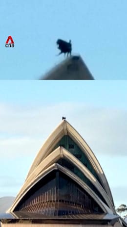 ‘Batman’ spotted on top of Sydney Opera House 