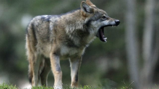 美国父母疑似只顾玩手机 幼儿将手伸入狼圈被咬伤