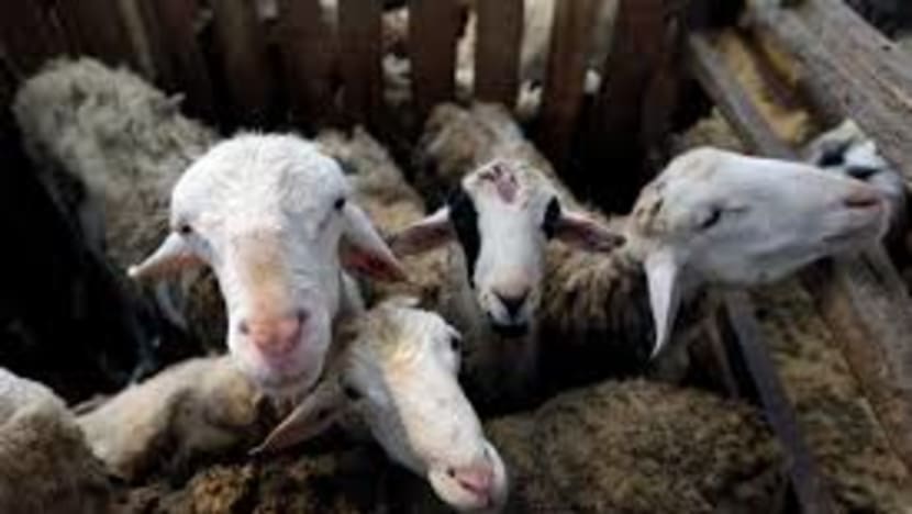 Muhammadiyah umumkan Idul Adha 17 Juni 2024, kapan versi pemerintah?